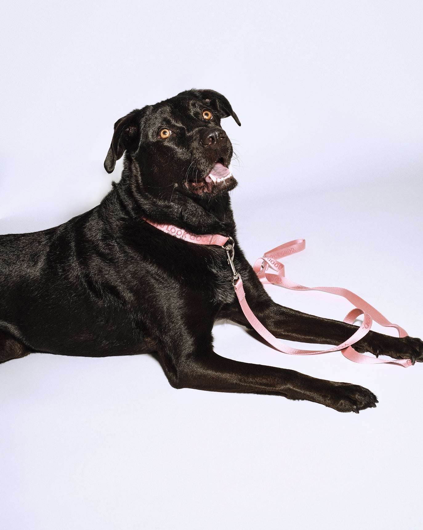 SRC_215A4ED0D0333509 You Look Good Collar
