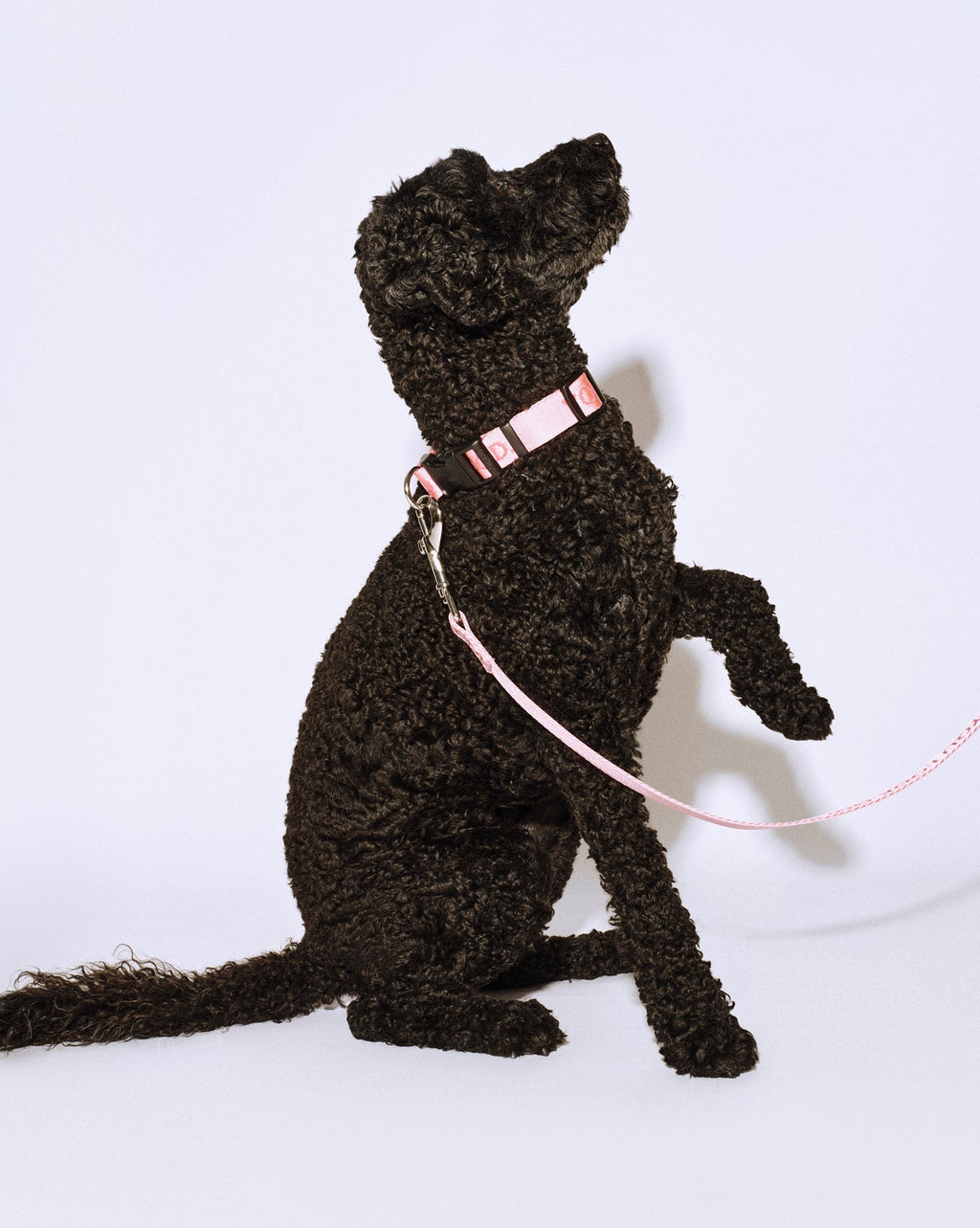 SRC_34C35C50FEE782F5 You Look Good Collar