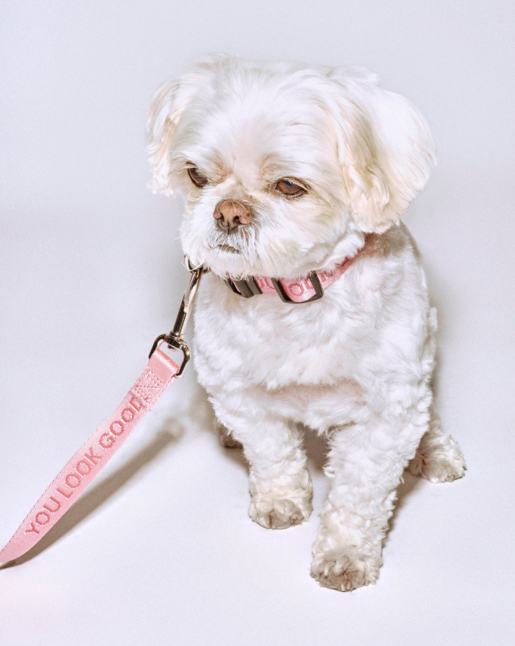 SRC_046F58E7214F108E You Look Good Collar