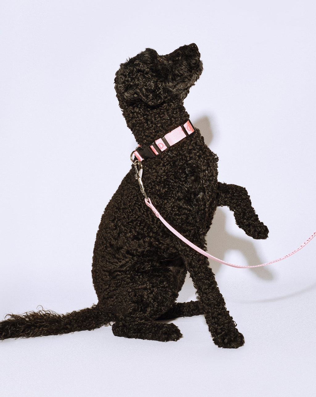 SRC_8651171787D039DA You Look Good Leash