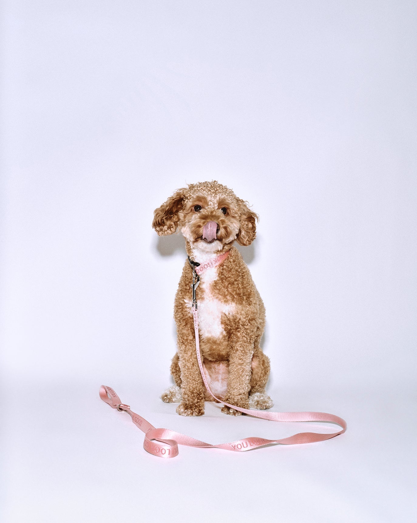 SRC_FC1DFEB3514F3156 You Look Good Leash
