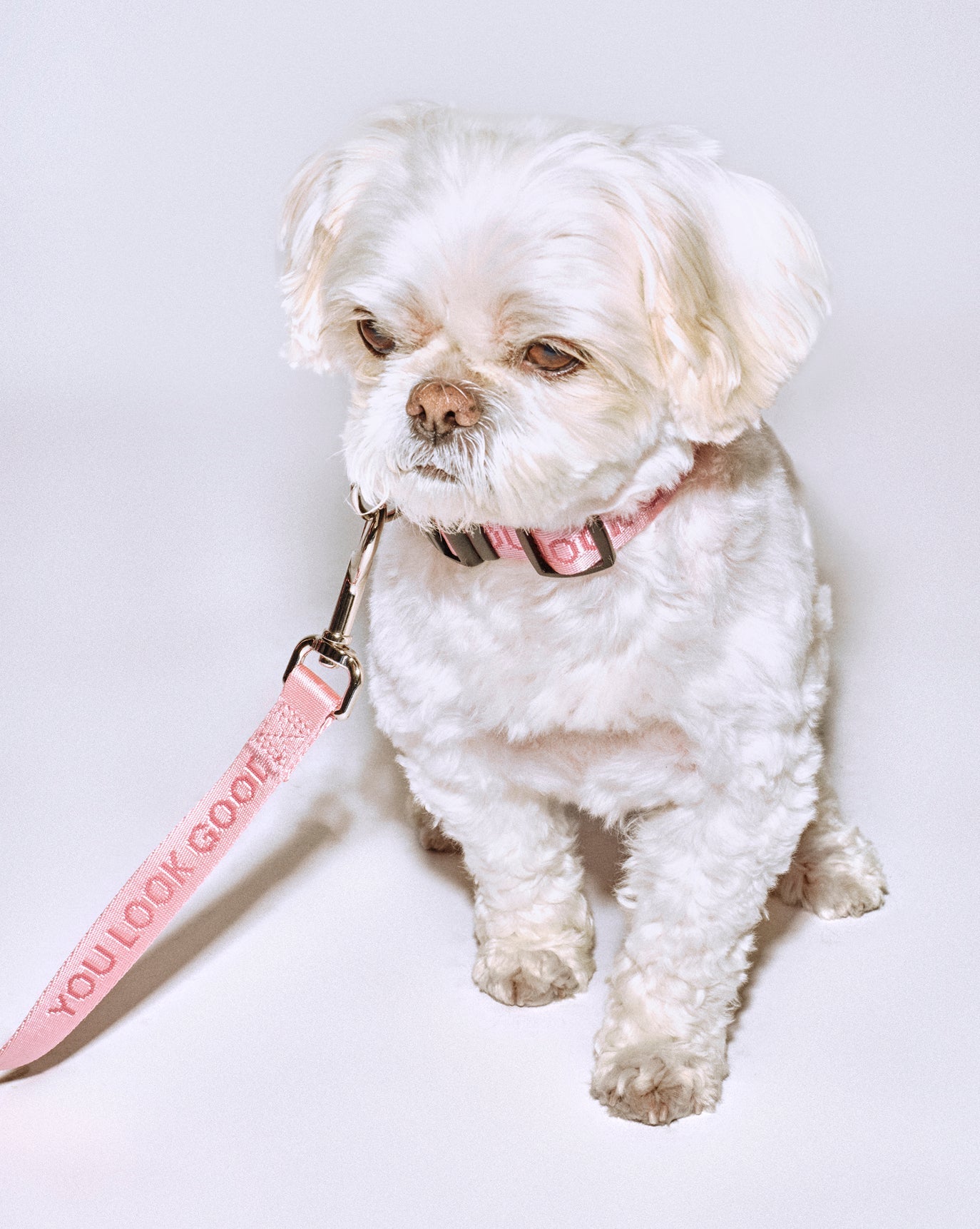 SRC_49110A2B42763F19 You Look Good Leash