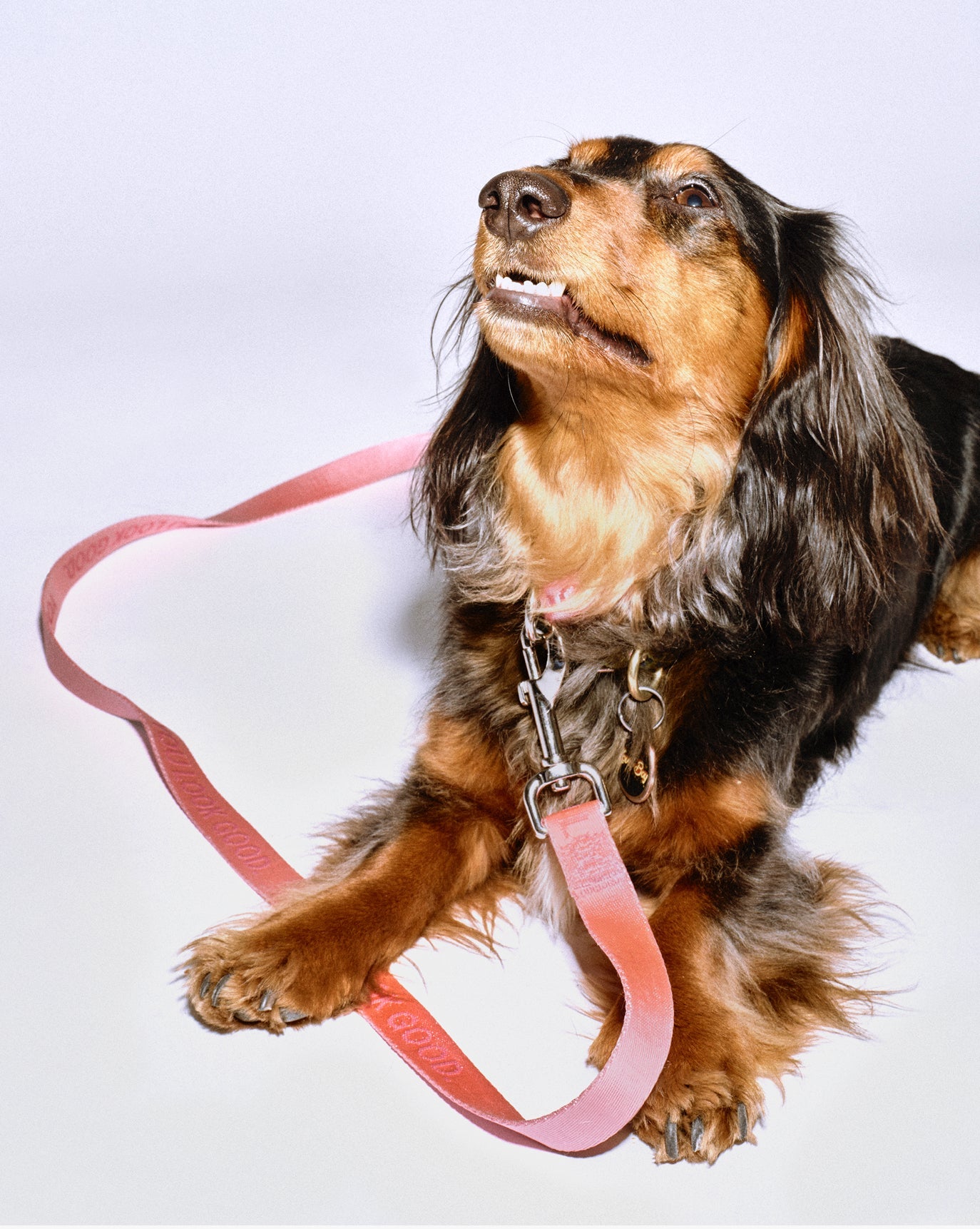 SRC_70BA950B30A2F506 You Look Good Leash